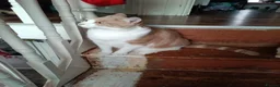 Mixed Breed cats for sale: Mia and Jago (MUST GO TOGETHER) in Saint Austell - Advert 11