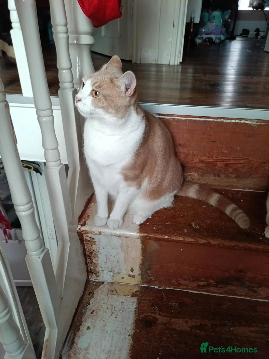 Mixed Breed cats for sale: Mia and Jago (MUST GO TOGETHER) in Saint Austell - Advert 11