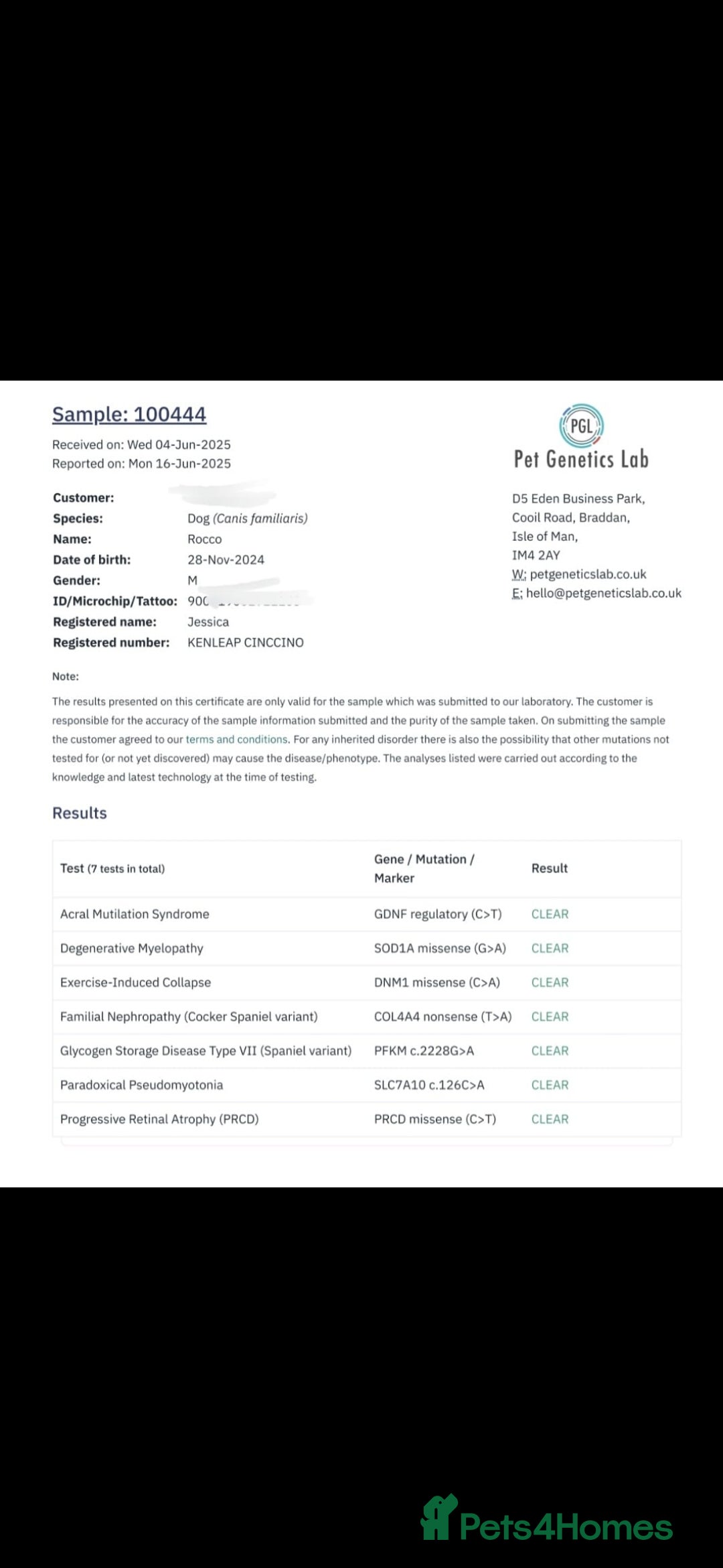 Cocker Spaniel dogs for sale: Kc chocolate and tan cocker spaniel  - Image 9