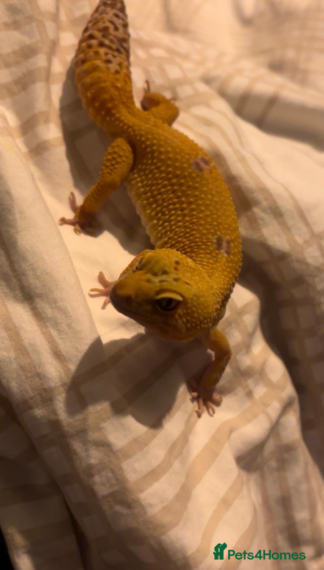 Leopard Gecko reptiles Looking for an Experienced Forever Home - Advert 1