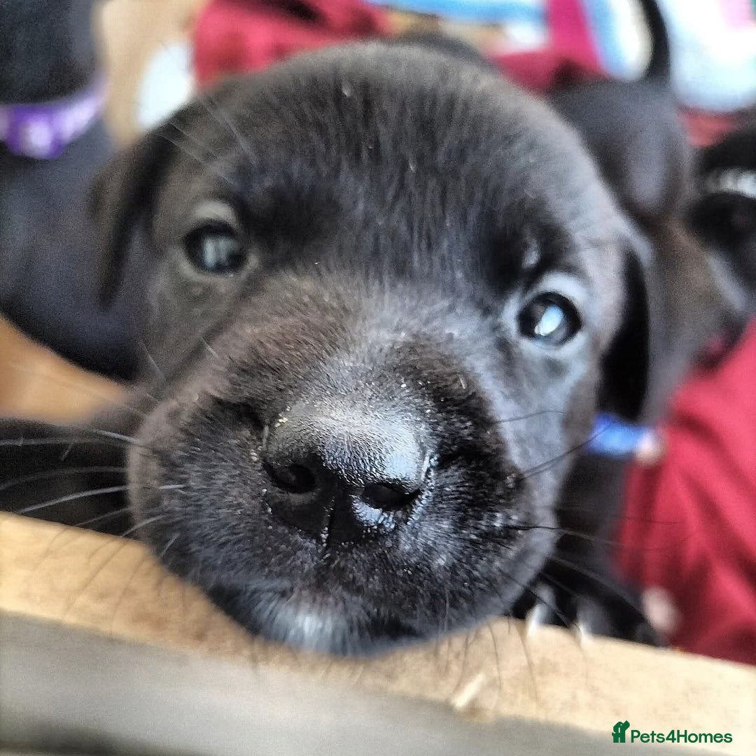 Mixed Breed dogs for sale: Ready in 11 days! 9x LABRADOR X STAFFY  - Image 2