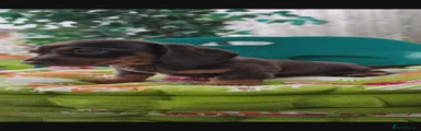 Puppy 2