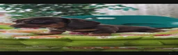 Miniature Dachshund dogs for sale: MINIATURE DACHSHUNDS PUPPIES FOR SALE in Nottingham - Advert 2