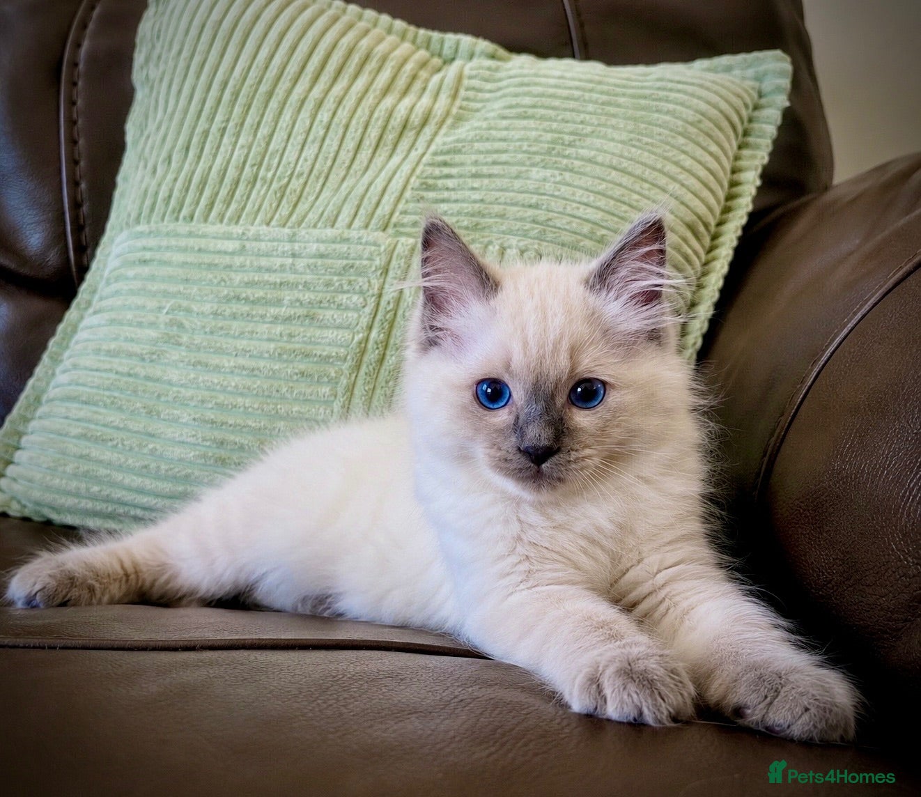 Ragdoll cats GCCF Registered Ragdoll Kittens  - Advert 1