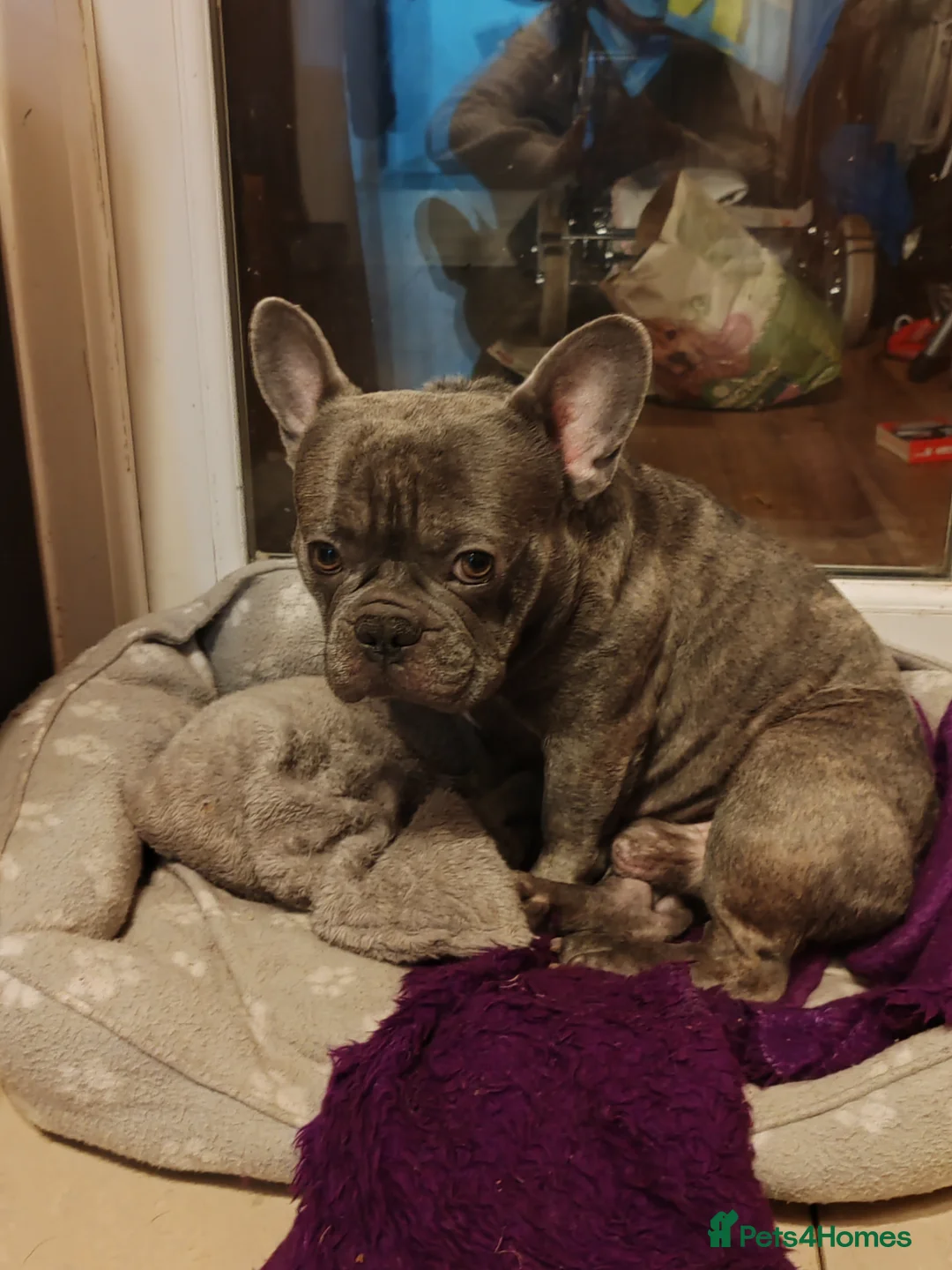 Mixed Breed dogs for sale: Diego - Needs a better home - Advert 3