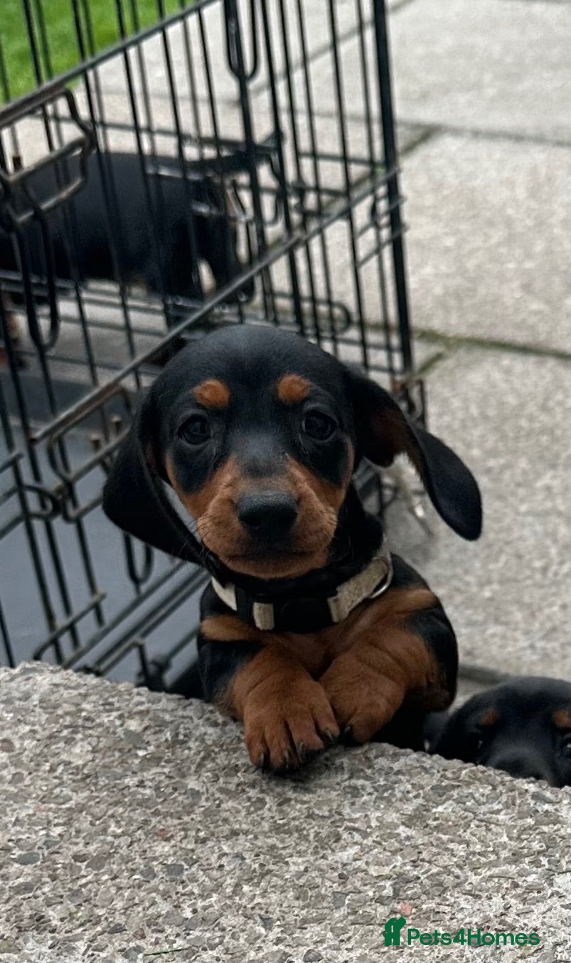 Miniature Dachshund dogs Gorgeous KC reg miniature dachshund puppies  - Advert 2
