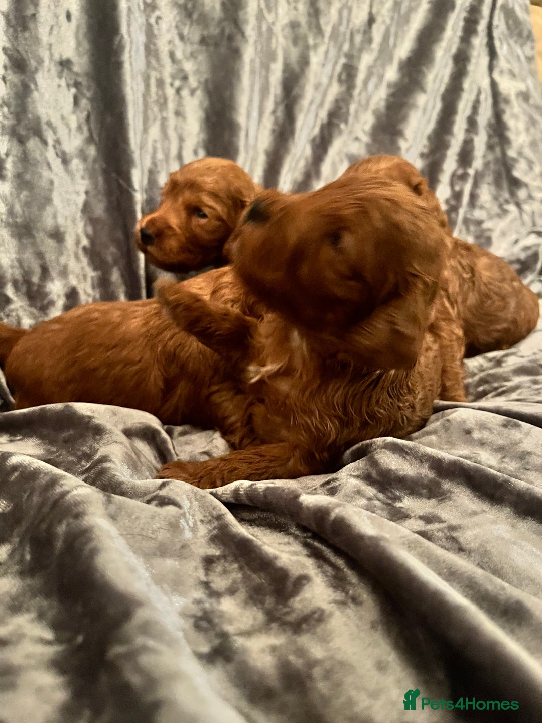 Cockapoo dogs for sale: RED COCKAPOO’s (toy size from show spaniel lines ) - Advert 11