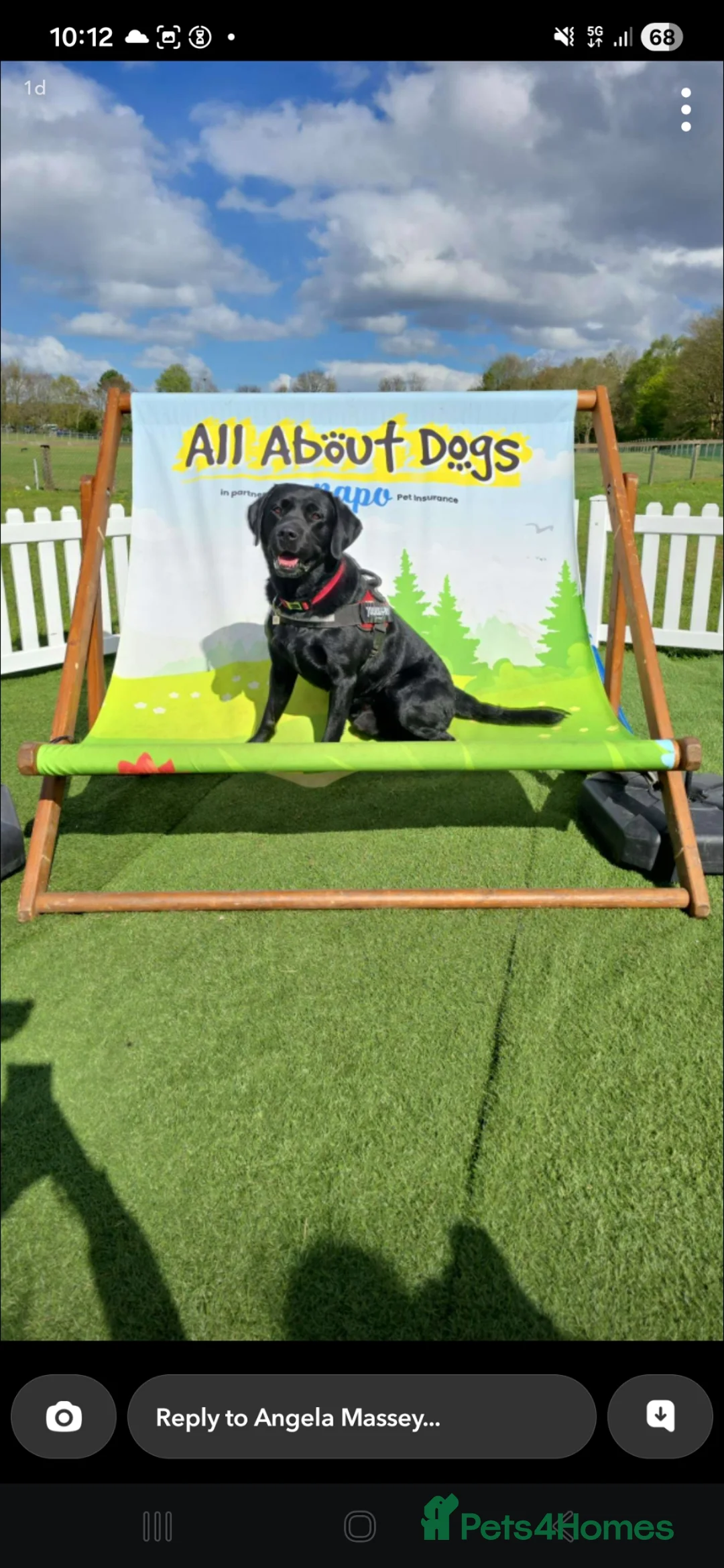 Labrador Retriever dogs for stud: Labrador Stud Available - Excellent Temperament - Advert 2