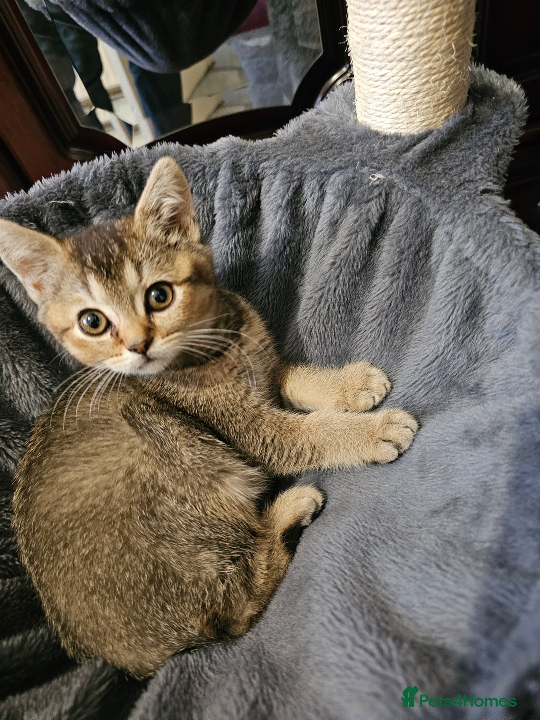 British Shorthair cats for sale: Browney - Advert 3