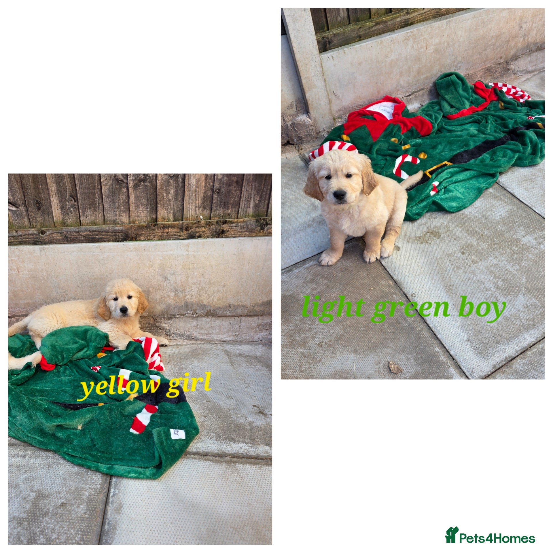 Golden Retriever dogs Lovely Golden retriever puppy ❤️ - Advert 8