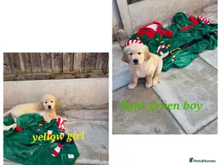 Golden Retriever dogs Lovely Golden retriever puppy ❤️ - Advert 8