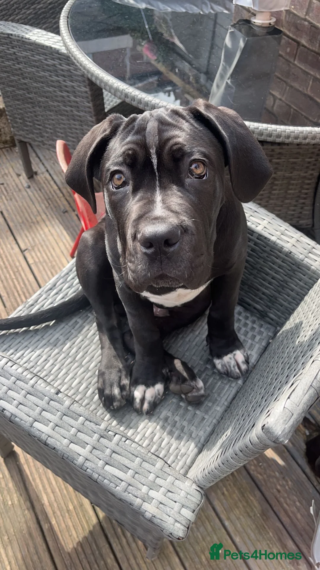 Cane Corso dogs for stud: GHOST now available for stud - Advert 2