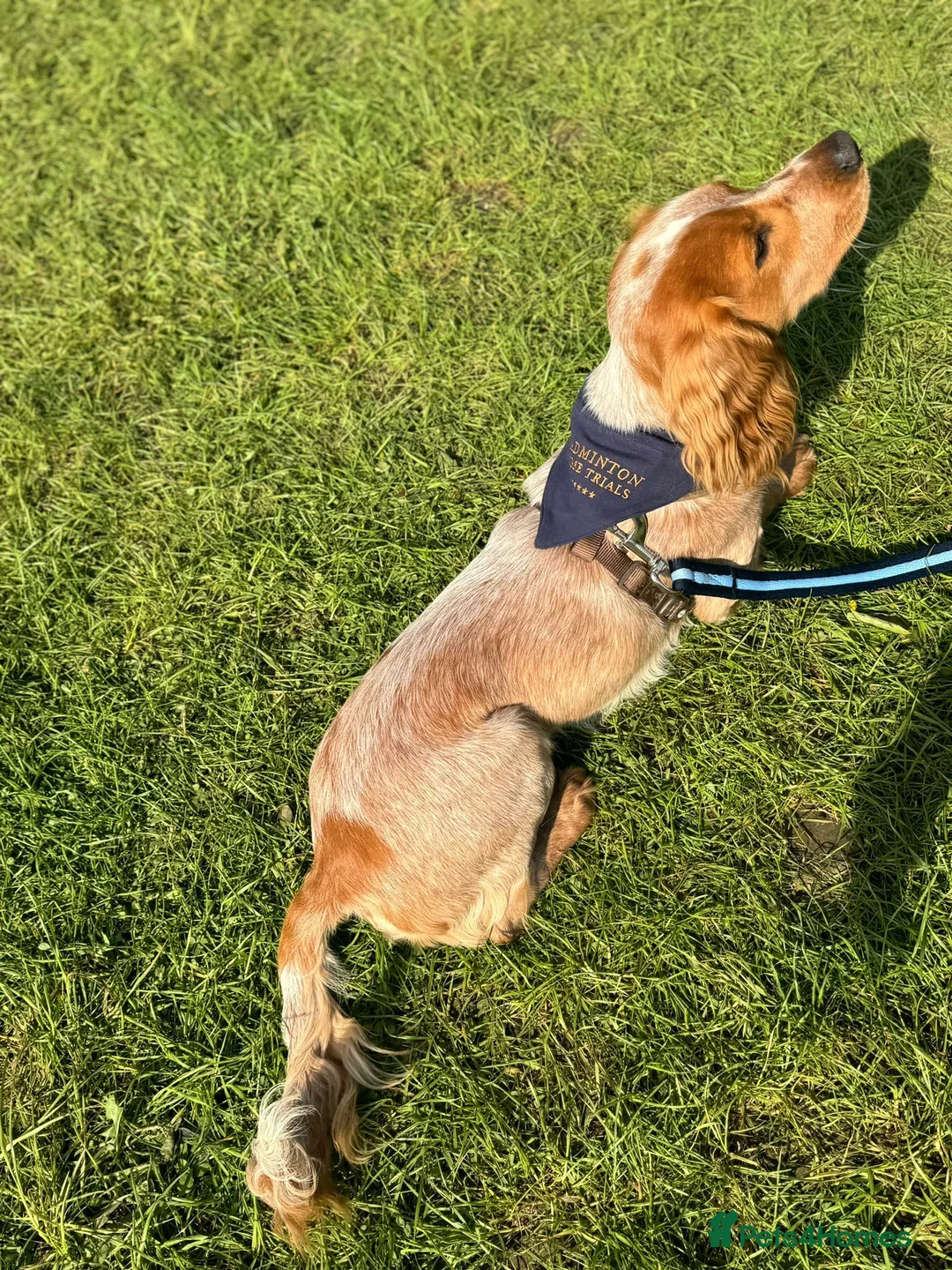 Cocker Spaniel dogs for stud: Working cocker spaniel for stud  in Worcester - Advert 4