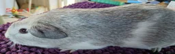Guinea Pig rodents for sale: Silver and white Rex bred Boar and Sows - Advert 9