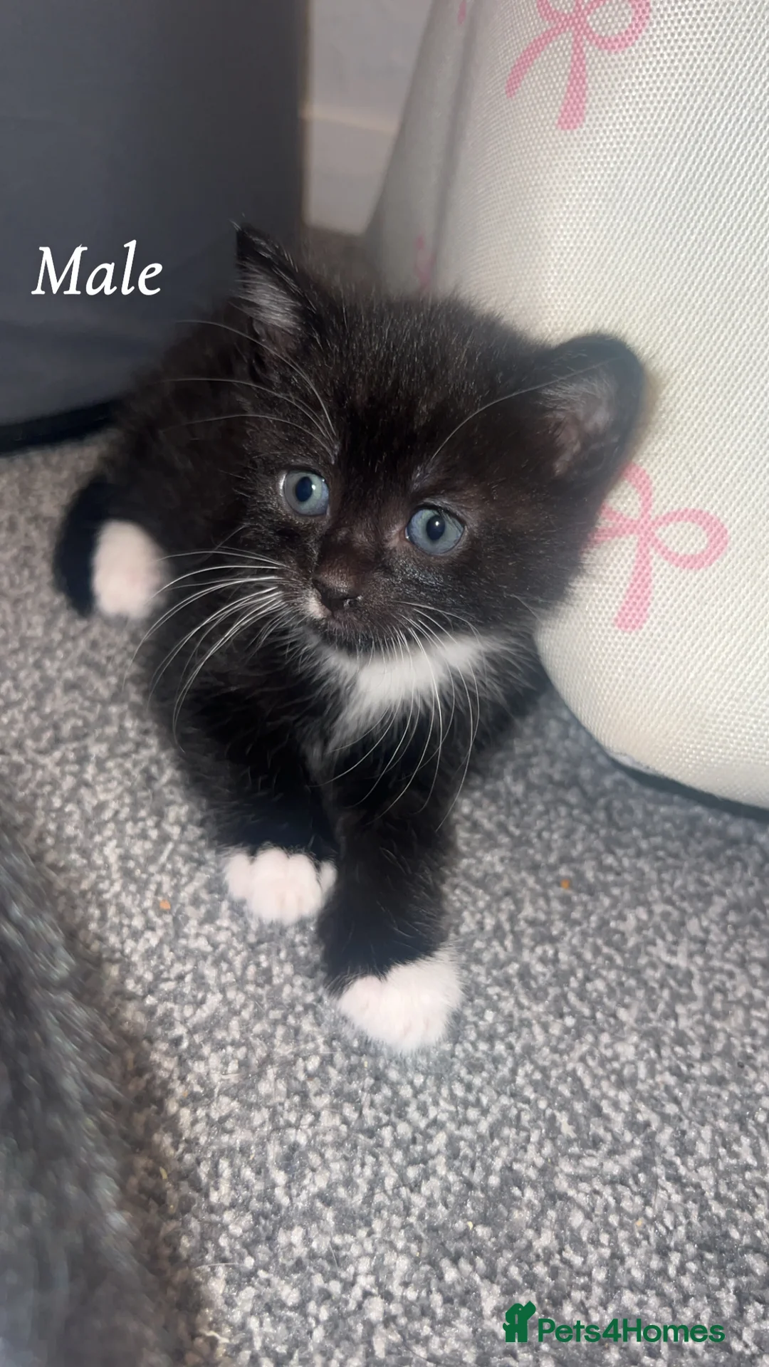 Mixed Breed cats for sale: 2 lovely kittens available  - Advert 6