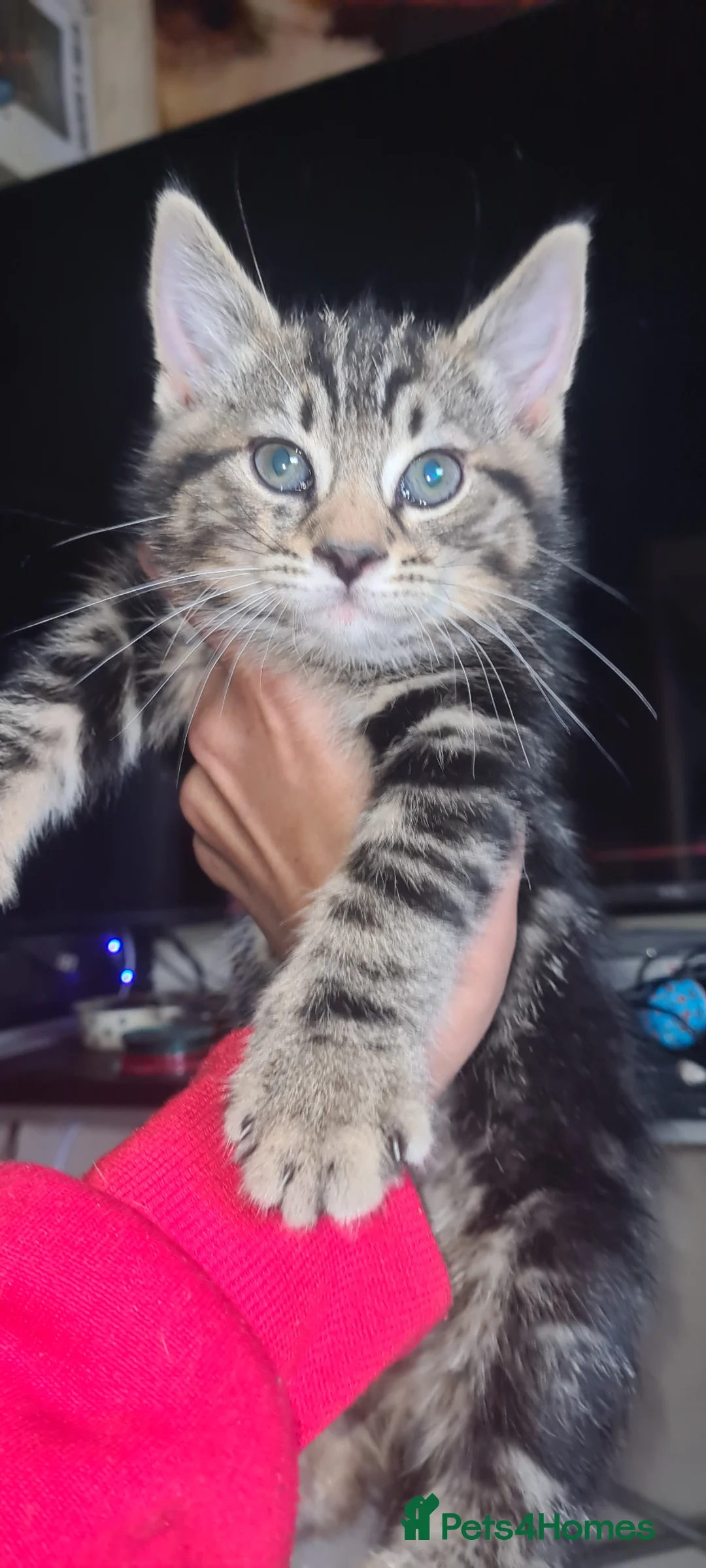 Mixed Breed cats for sale: mix bengel kittens  - Advert 2