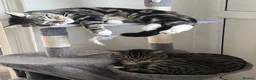 Domestic Shorthair cats for sale: Tiddlez and pistachio  in Brentford - Advert 4