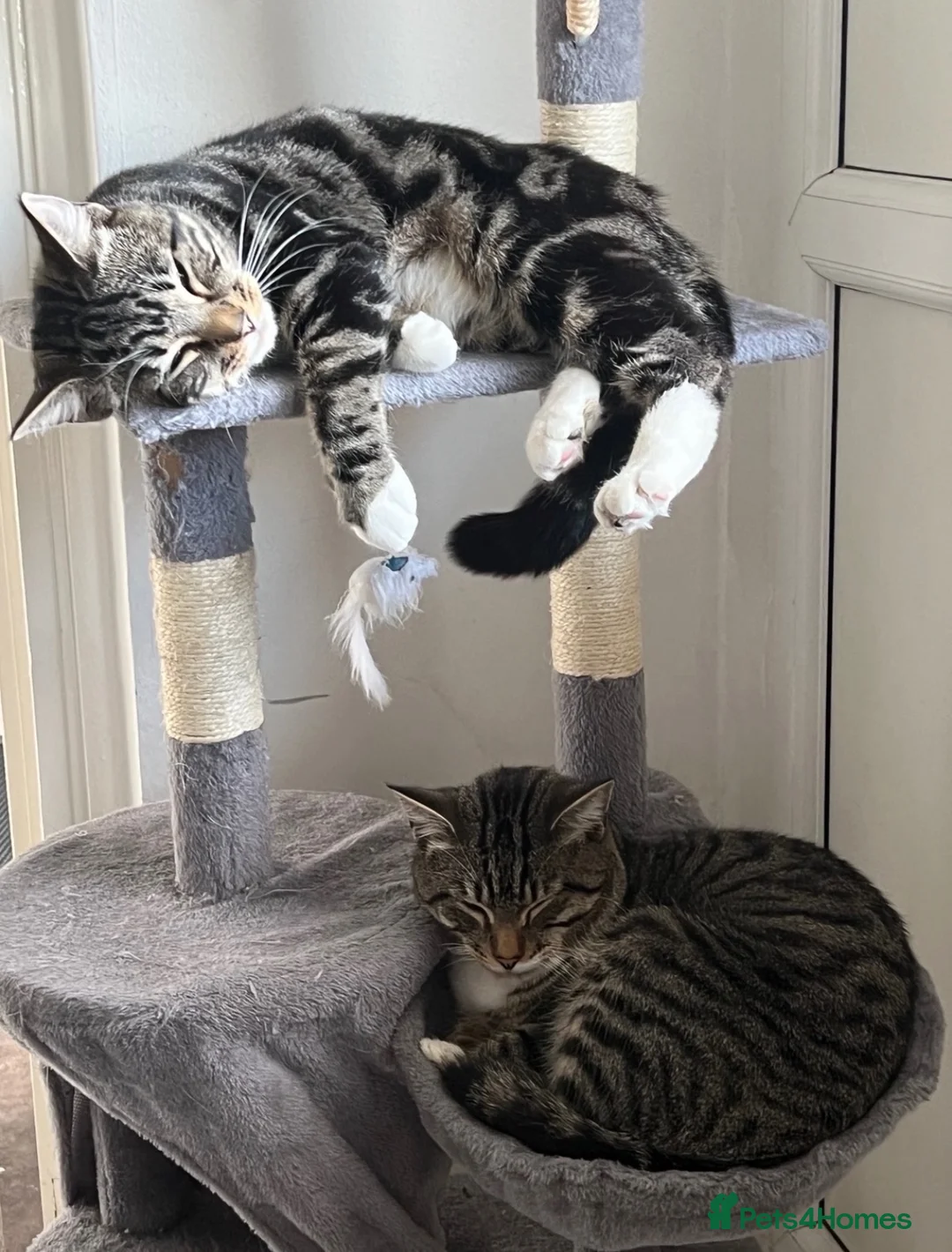 Domestic Shorthair cats for sale: Tiddlez and pistachio  in Brentford - Advert 4