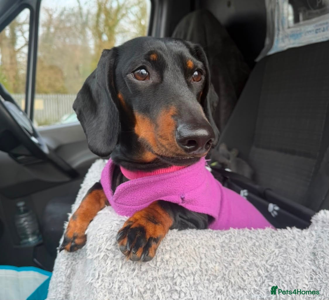 Dachshund dogs Black & Tan Standard Smooth Dachshund Puppies - Advert 2