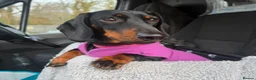 Dachshund dogs for sale: Black & Tan Standard Smooth Dachshund Puppies - Advert 2