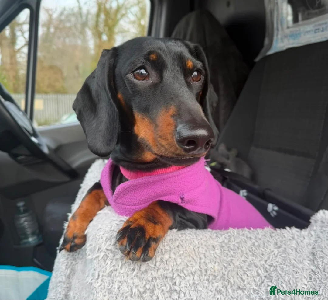Dachshund dogs for sale: Black & Tan Standard Smooth Dachshund Puppies - Advert 2