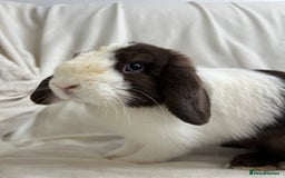 Mini Lop rabbits for sale: 2 Mini Lop Bunnies for £100 - Image 3