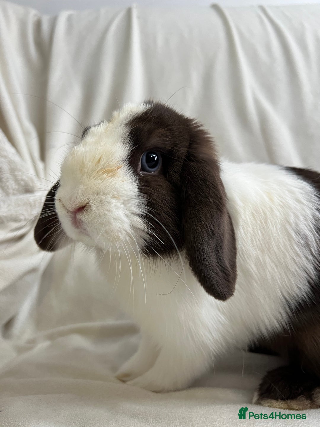 Mini Lop rabbits for sale: 2 Mini Lop Bunnies for £100 - Image 3
