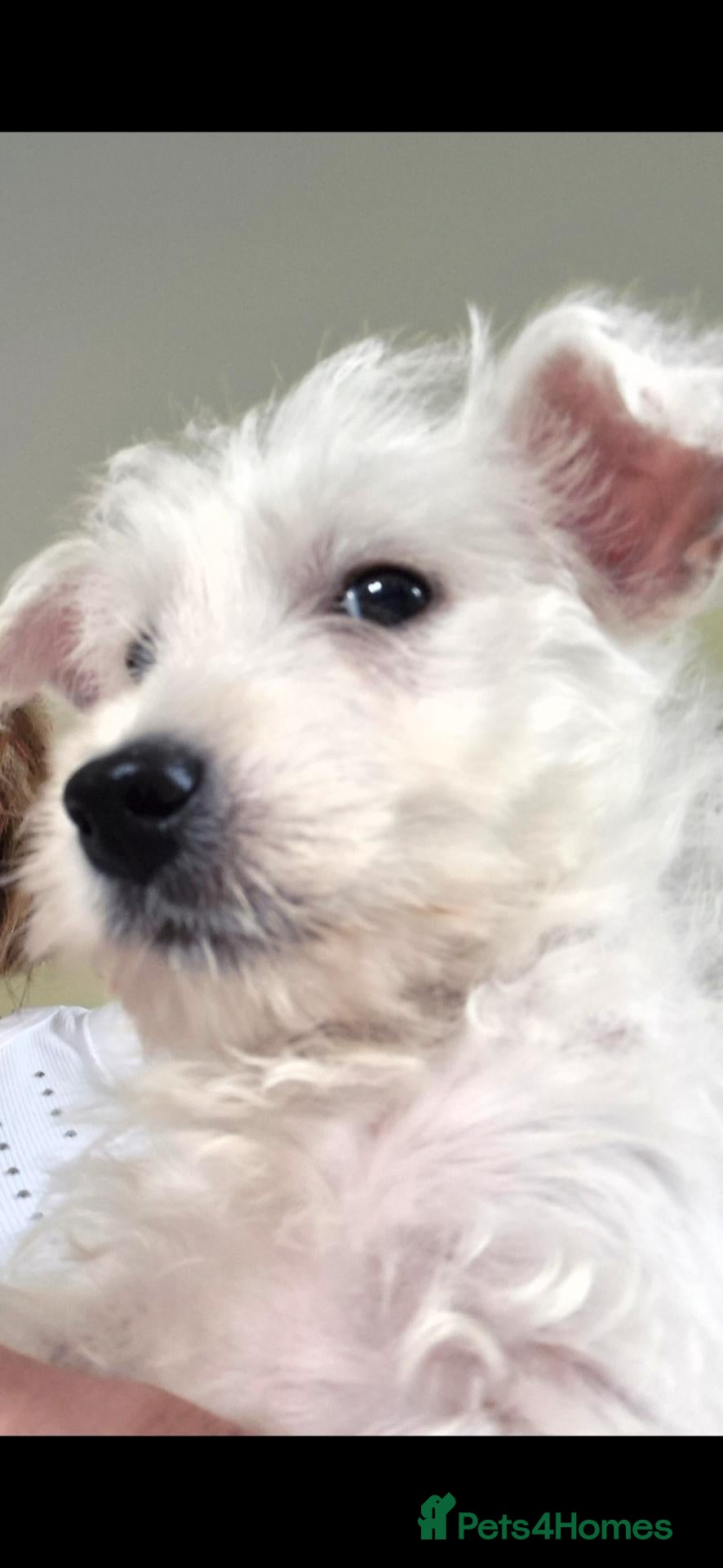 West Highland Terrier dogs 1 boy  1x girl Westie puppies  - Advert 16