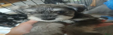 Miniature Schnauzer 1