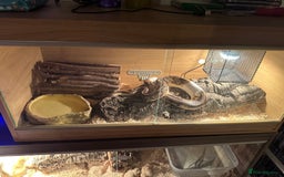 Python Snake reptiles for sale: Pied royal Python  - Image 2