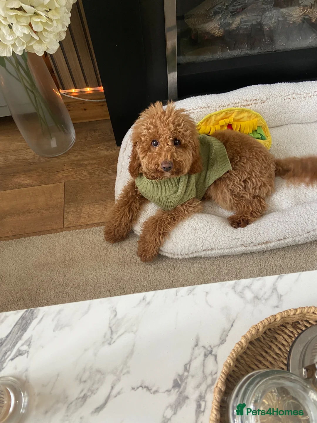 Cockapoo dogs for sale: Cockapoo  - Advert 1