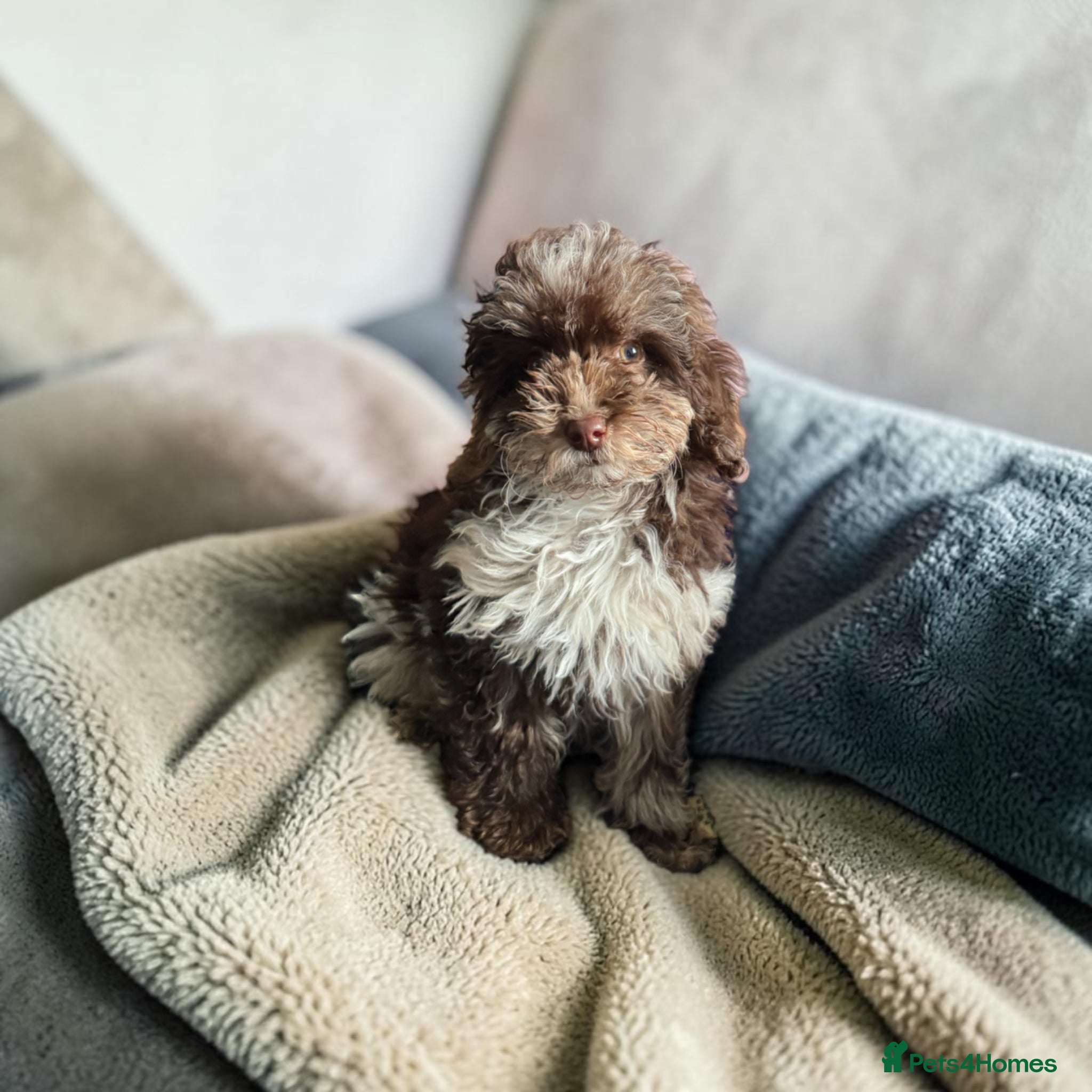 Toy Poodle dogs **PET HOME ONLY** chocolate Tri toy poodle  - Advert 1