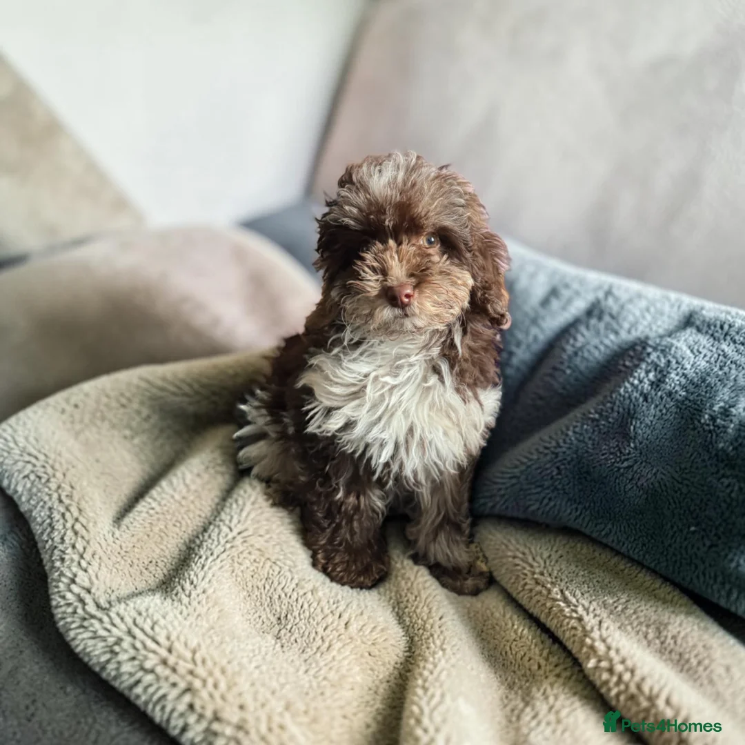 Toy Poodle dogs for sale: **PET HOME ONLY** chocolate Tri toy poodle  - Advert 1