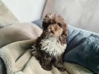 Toy Poodle dogs **PET HOME ONLY** chocolate Tri toy poodle - Advert 1