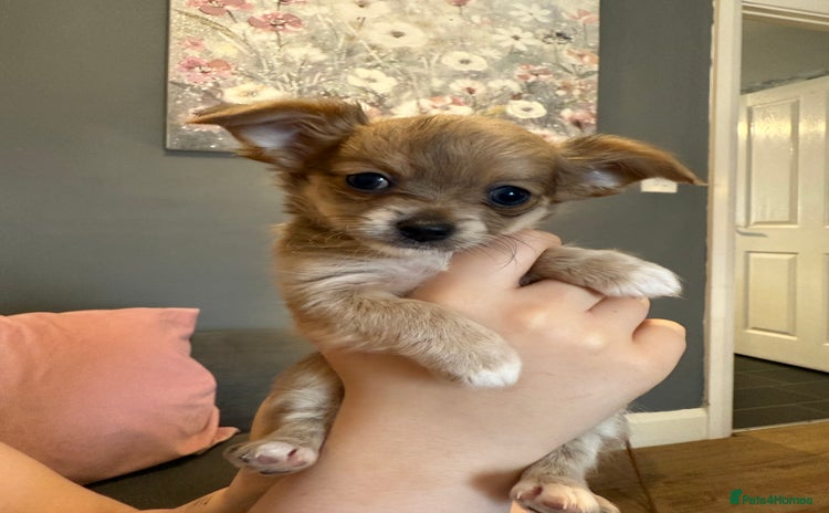 Pomchi dogs - Advert 4