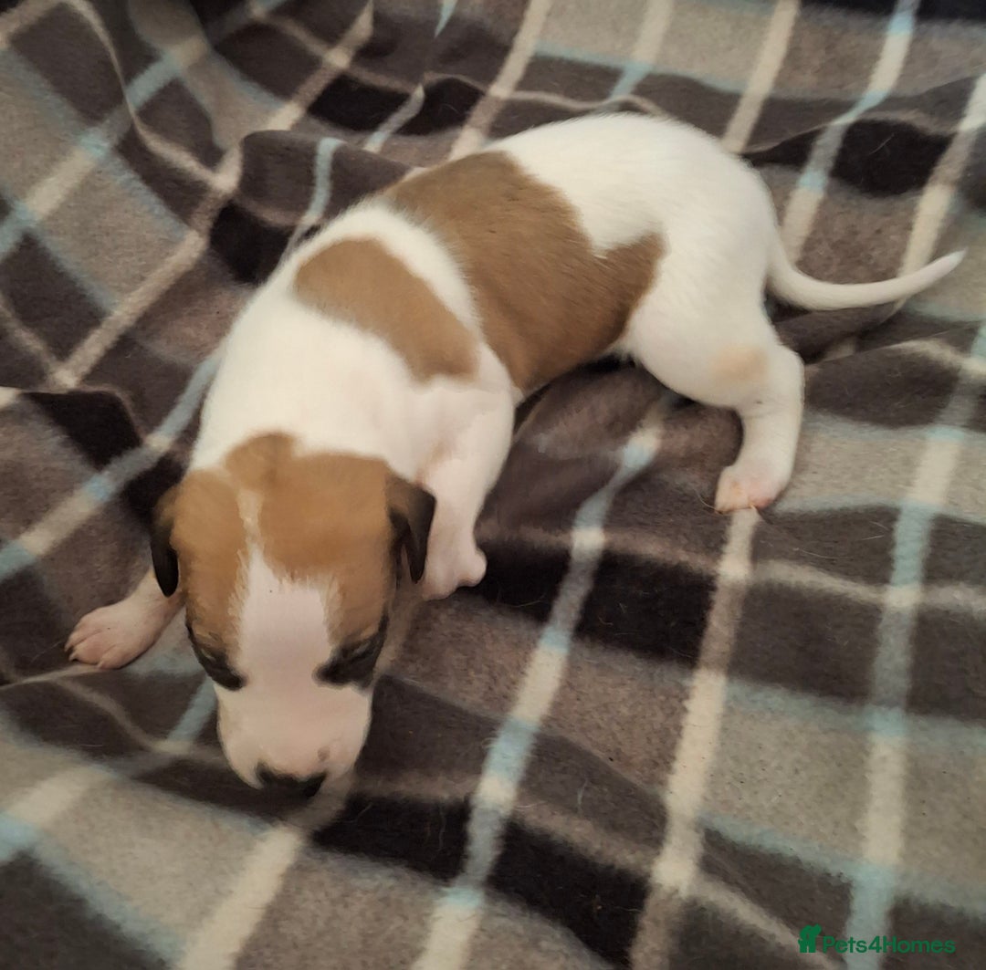 Whippet dogs for sale: KC Particolour Whippet Puppies - Image 17