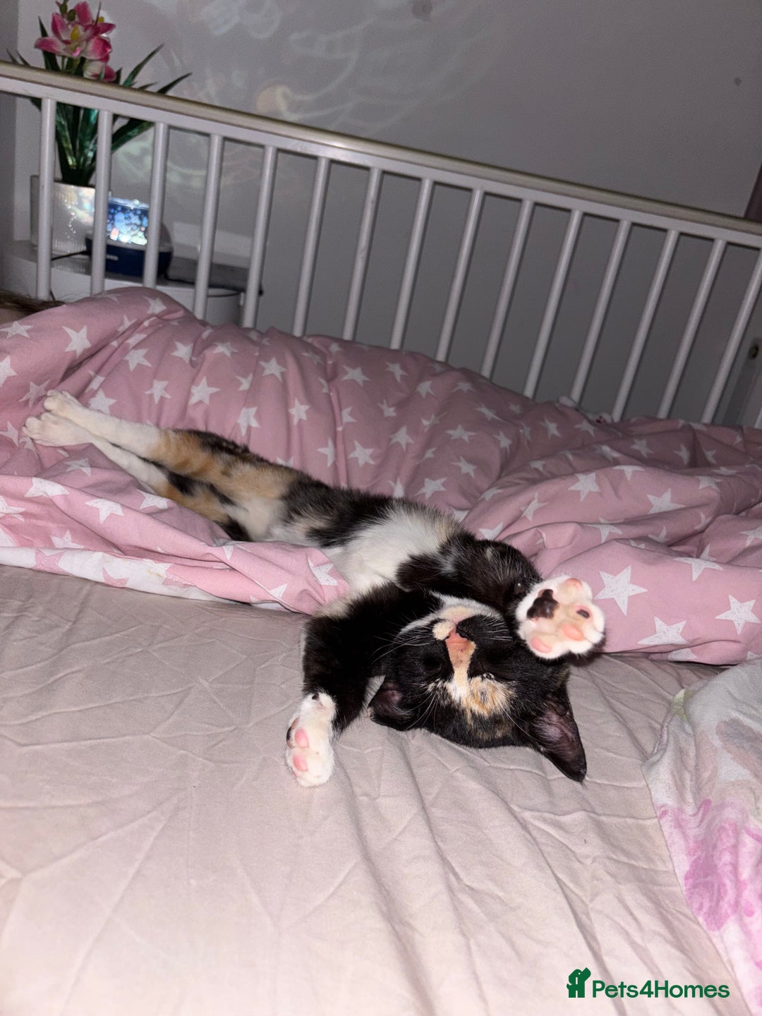 Mixed Breed cats for sale: 2 indoor female cats  - Image 7