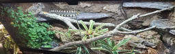 King Snake reptiles for sale: California king snake full set up in Prenton - Advert 9