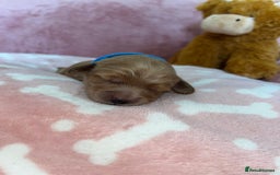 Cockapoo dogs for sale: 🌸3 gorgeous chunky Cockapoo puppy’s 🌸 - Image 15