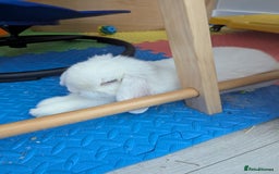 English Lop rabbits for sale: Beautiful blue eyed boy - Image 1