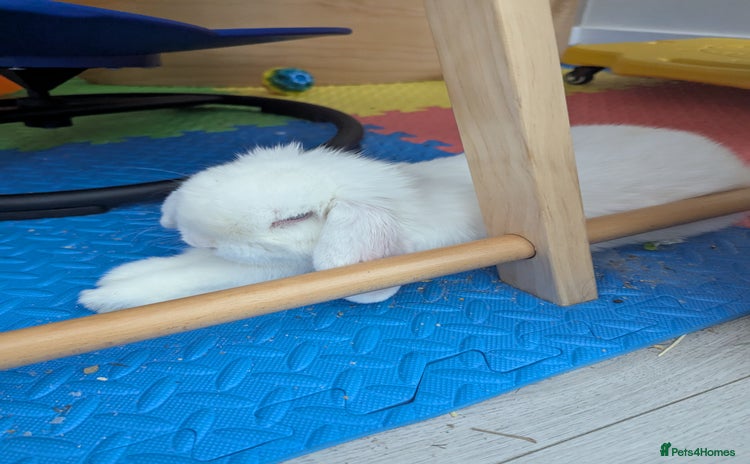 English Lop rabbits - Advert 1
