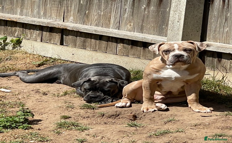 Mixed Breed dogs - Advert 4