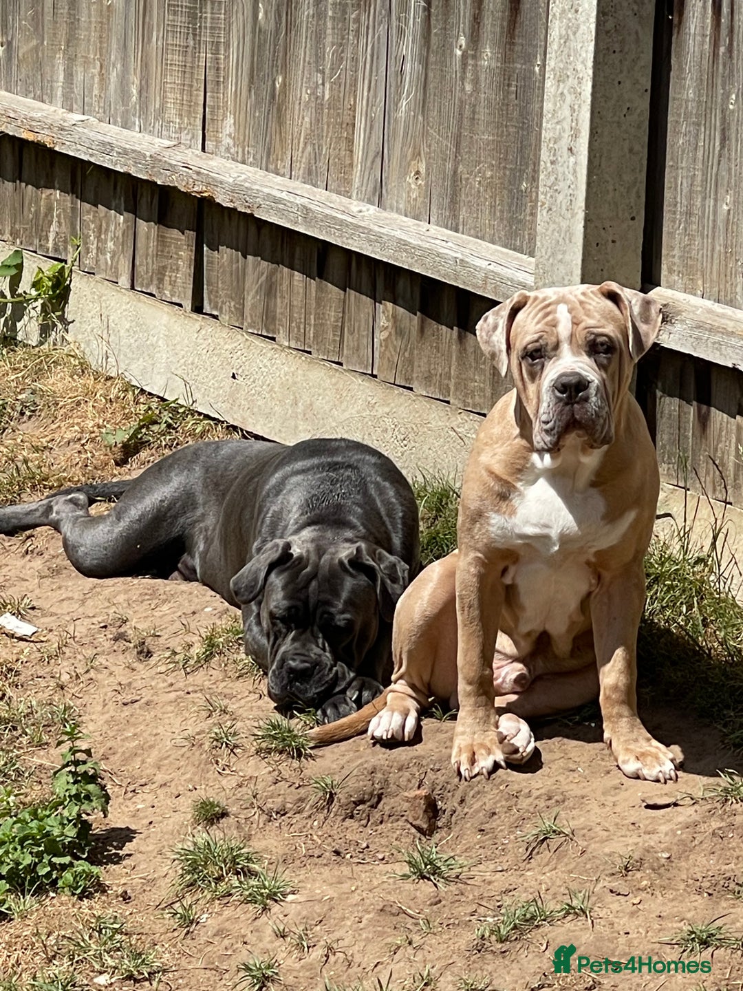 Mixed Breed dogs for sale: Cane corso/ pocket bully  - Image 1