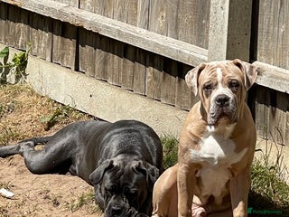 Mixed Breed dogs - Advert 5