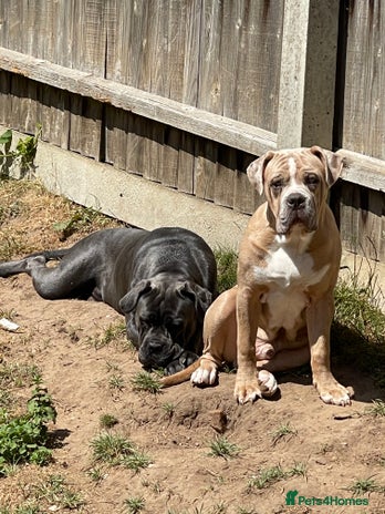 Mixed Breed dogs - Advert 4