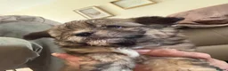 Mixed Breed dogs for sale: Chinese Crested Cross Pomeranian Puppies  in Preston - Advert 11