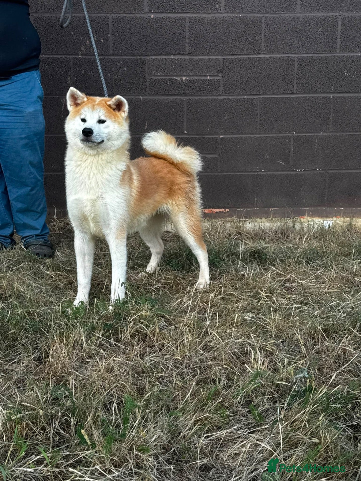 Japanese Akita Inu dogs Beautiful KC reg bitch  - Advert 9