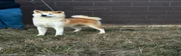 Japanese Akita Inu dogs for sale: Beautiful KC reg bitch  - Advert 1