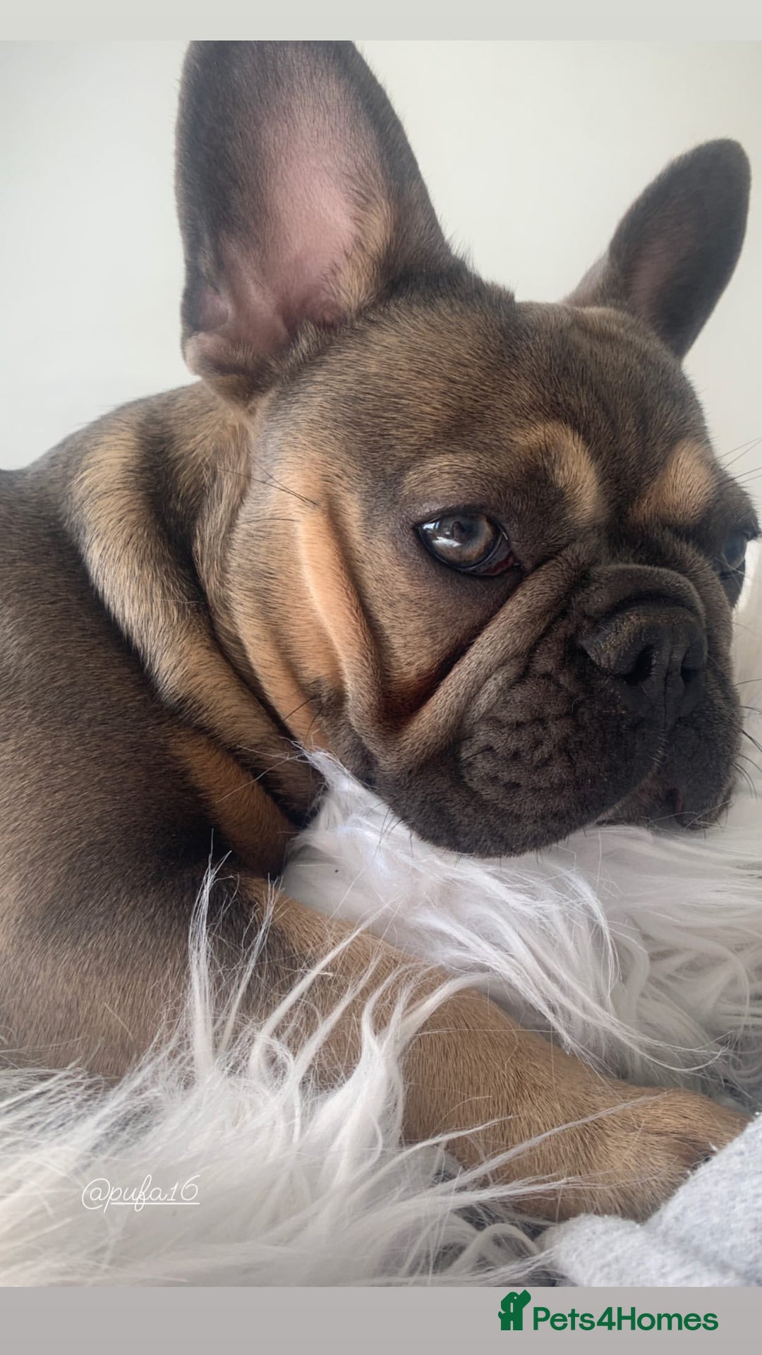 French Bulldog dogs for sale: Adorable Fresh Bulldogs🤍 - Image 8