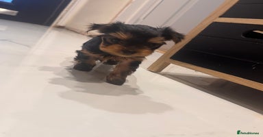 Yorkshire Terrier dogs - Advert 11
